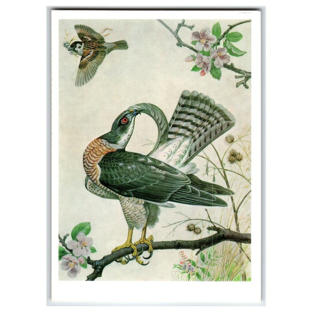 European Levant Sparrowhawk V. A. Gorbatov Wildlife Art Russian Postcard 1990
